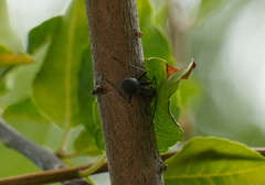 Polyrhachis schistacea