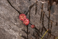 Drosera admirabilis
