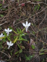 Lobelia pubescens