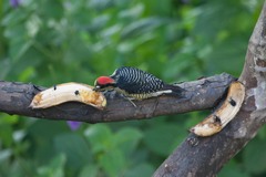 Melanerpes pucherani