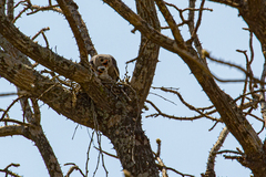 Kaupifalco monogrammicus