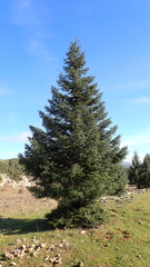 Abies pinsapo