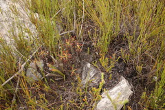 Drosera glabripes