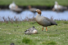 Chloephaga rubidiceps