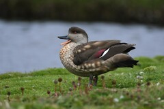 Lophonetta specularioides