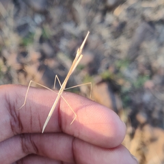 Schizocephala bicornis