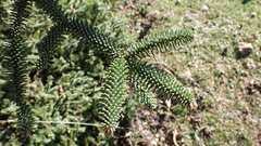 Abies pinsapo