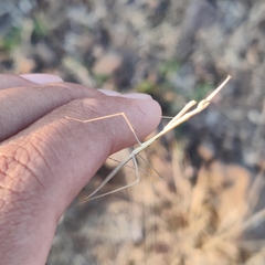 Schizocephala bicornis