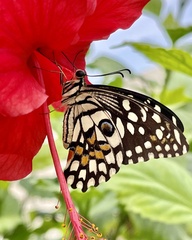Papilio demoleus