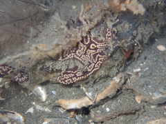 Botrylloides diegensis