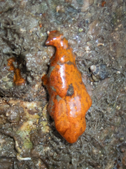 Styelidae