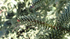 Abies pinsapo