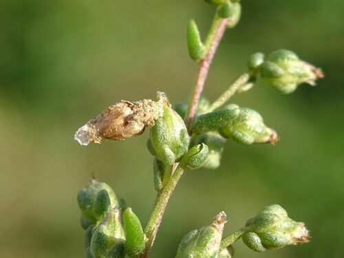 Coleophora granulatella