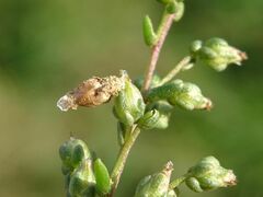 Coleophora granulatella