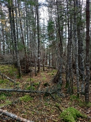 Abies balsamea image