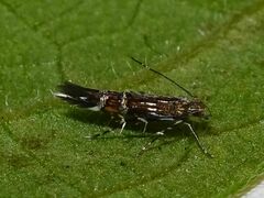 Cosmopterix pulchrimella
