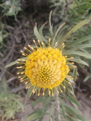 Leucospermum tomentosum