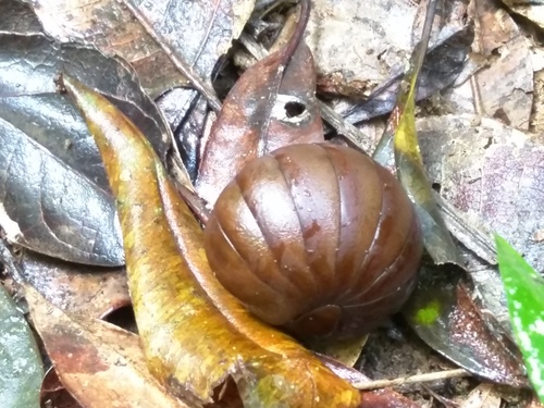 Arthrosphaeridae