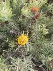 Leucospermum tomentosum
