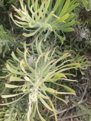 Leucospermum tomentosum