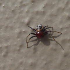 Camaricus nigrotesselatus