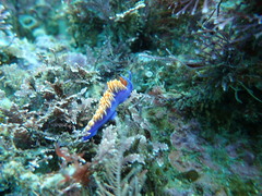 Flabellinopsis iodinea