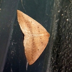 Palaeaspilates inoffensa