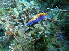 Flabellinopsis iodinea