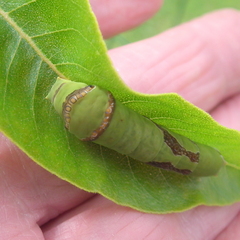 Papilio demodocus demodocus
