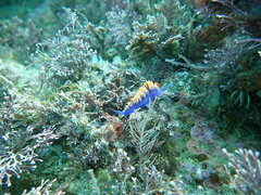 Flabellinopsis iodinea