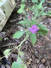 Ruellia inundata