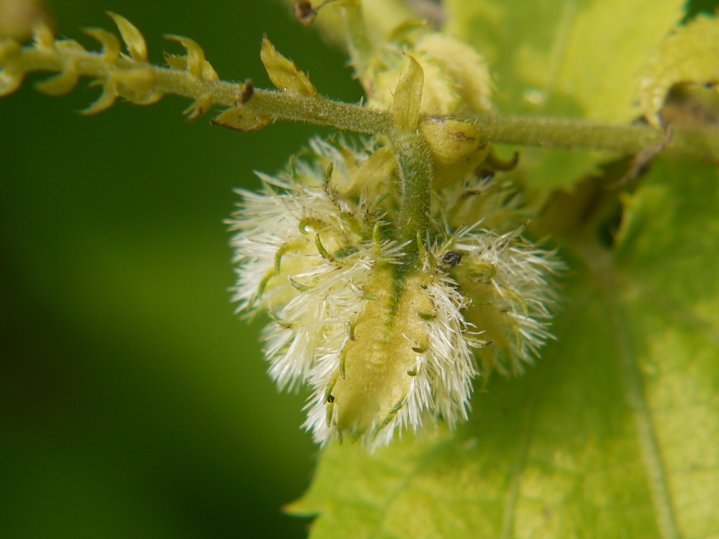 Tragia praetervisa