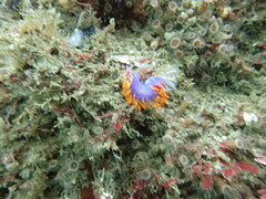 Flabellinopsis iodinea