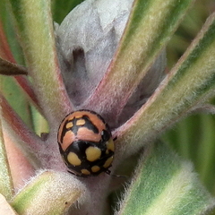 Steganocerus multipunctatus