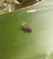 Heterispa vinula
