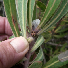 Steganocerus multipunctatus
