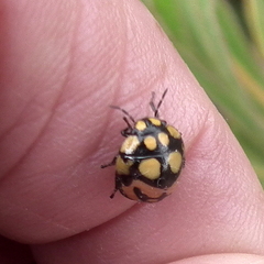 Steganocerus multipunctatus