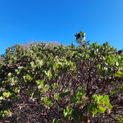 Arctostaphylos montereyensis