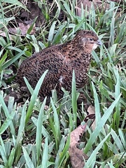 Coturnix japonica