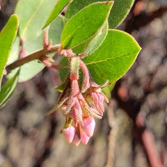Arctostaphylos montereyensis