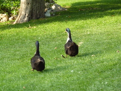 Anas platyrhynchos domesticus