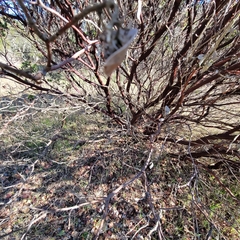 Arctostaphylos montereyensis
