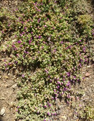 Drosanthemum ambiguum