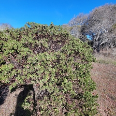 Arctostaphylos montereyensis