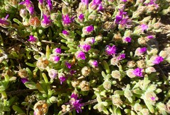 Drosanthemum ambiguum