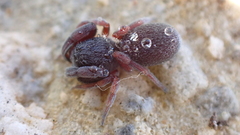 Palpimanus gibbulus