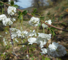 Spiraea prunifolia