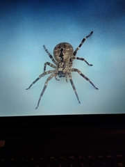 Zoropsis spinimana