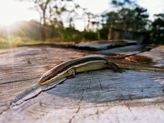 Marisora brachypoda