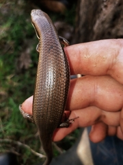 Marisora brachypoda